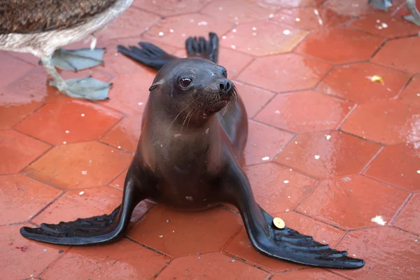 Leone marino, Isole Galapagos — Foto Stock