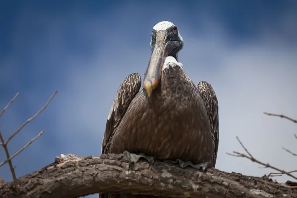 Pelikaan — Stockfoto