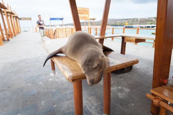 León marino, Islas Galápagos — Foto de Stock