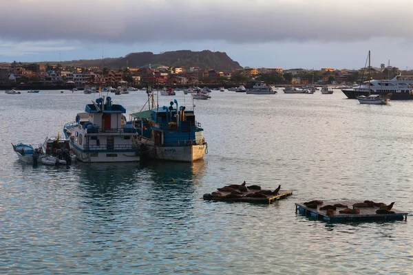 Sea lions on the Galapagos Islands — Stock Photo, Image