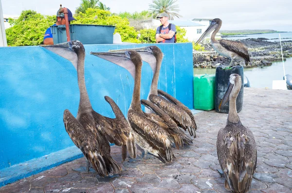 Sjölejon på Galapagosöarna — Stockfoto