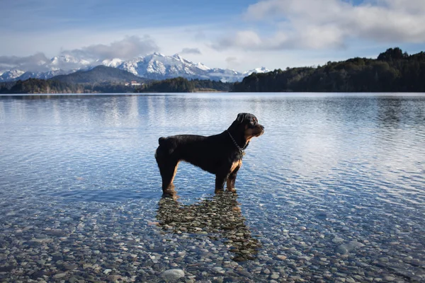 Pes na pláži jezera perito moreno — Stock fotografie