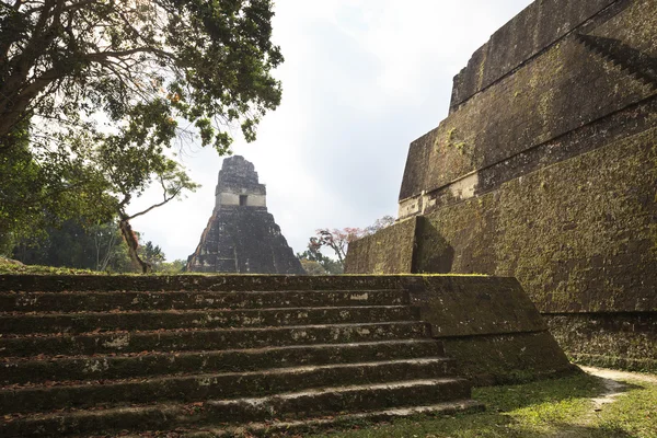 Maya piramit içinde tikal, guatemala — Stok fotoğraf