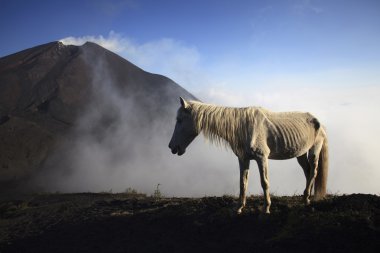 Horse against a volcano Pacaya in Guatemala, Central America clipart