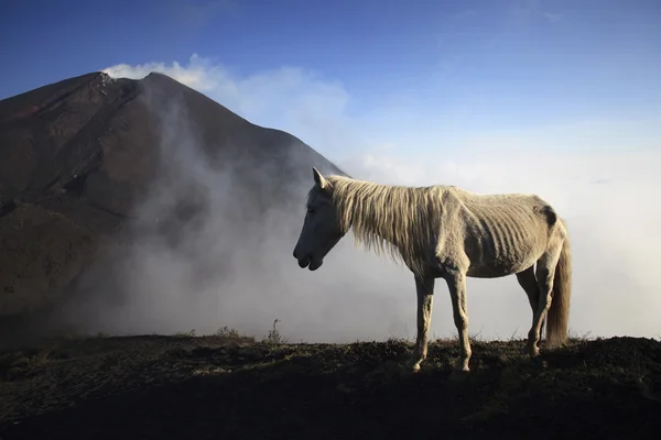 Paard tegen een vulkaan pacaya in guatemala, Midden-Amerika — Stockfoto