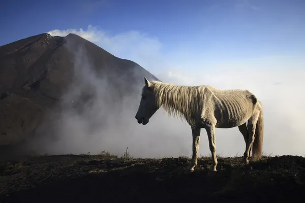 Horse against a volcano Pacaya in Guatemala, Central America Royalty Free Stock Images