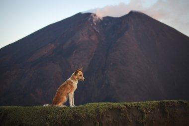 Dog against a volcano Pacaya in Guatemala, Central America clipart