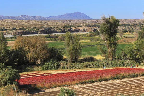 Pepper drying in the mountain village Cachi, Valles Calchaquíes — 图库照片