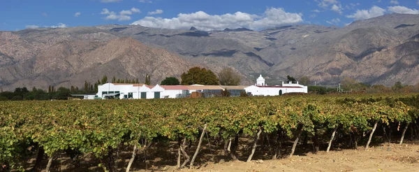 Winnice w cafayate, Argentyna — Zdjęcie stockowe