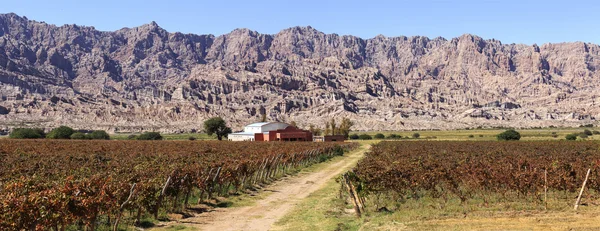 Виноградники в місті cafayate, Аргентина — стокове фото