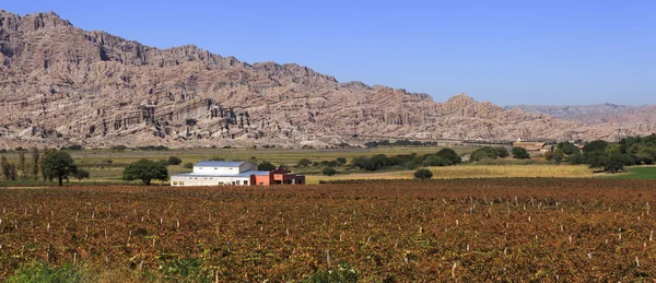 Vinice v cafayate, argentina — Stock fotografie