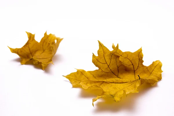 Δύο φύλλα μαραμένα σφενδάμου — Φωτογραφία Αρχείου