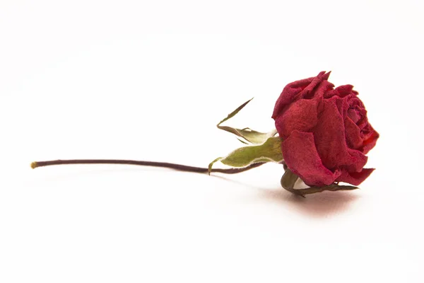 Whithered red rose — Stock Photo, Image