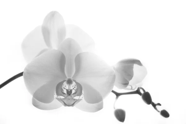 Orchidée noir et blanc — Photo