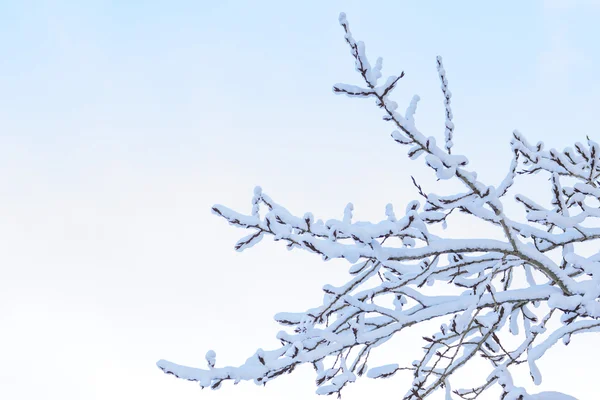 Winterbaum — Stockfoto