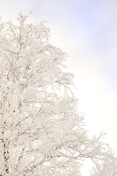 Schneebedeckte Birke — Stockfoto