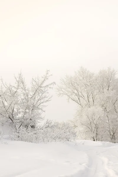 Scena invernale . — Foto Stock