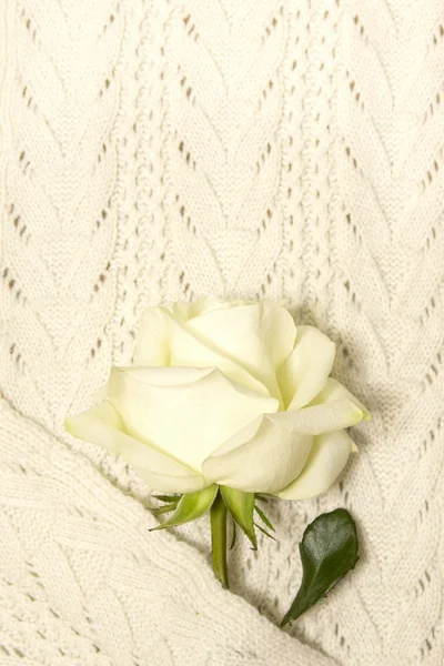 White rose over knitted texture — Stock Photo, Image