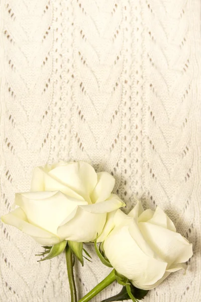 White roses over knitted texture — Stock Photo, Image