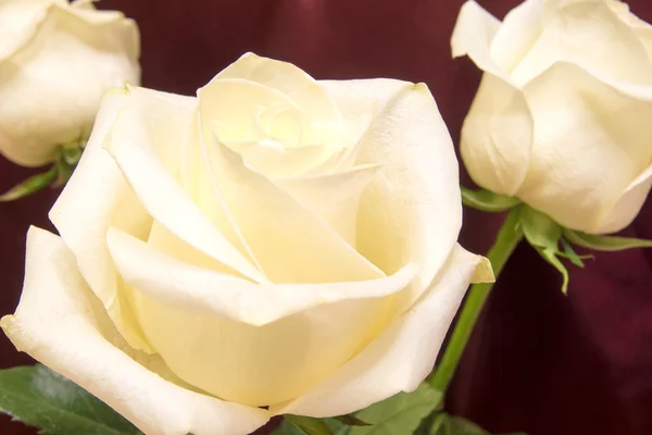 White rose — Stock Photo, Image