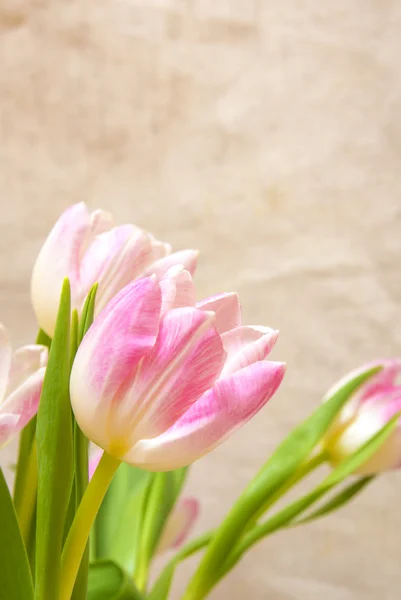 Tulpen — Stockfoto