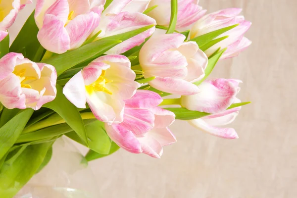 Tulpen — Stockfoto