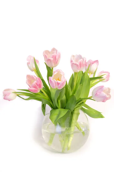 Tulpen — Stockfoto