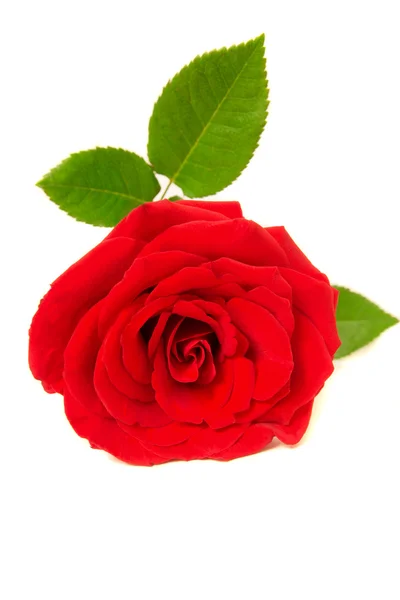 红玫瑰孤立 — 图库照片