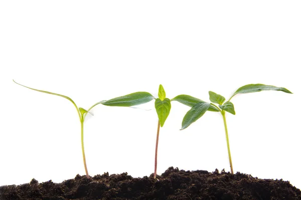 Young plants — Stock Photo, Image