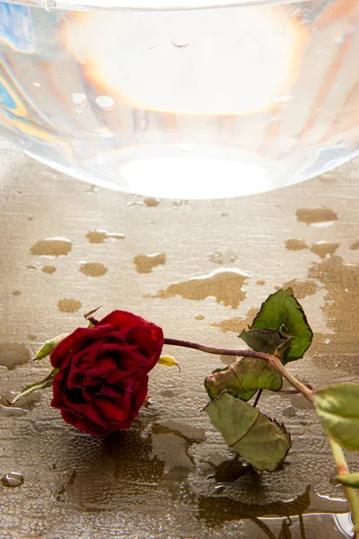 Dry rose on wet background — Stock Photo, Image