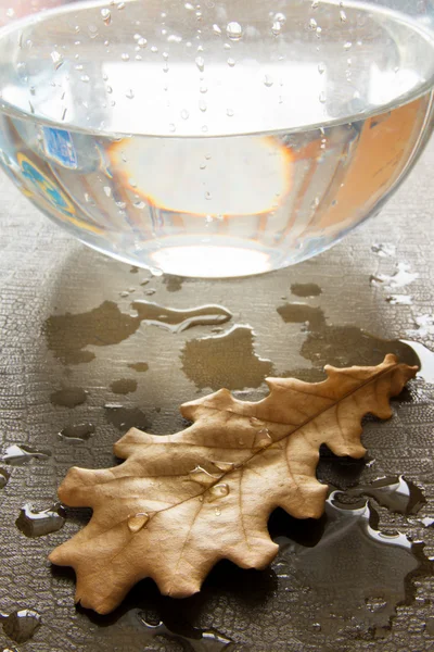 Дубовый осенний лист на влажном — стоковое фото