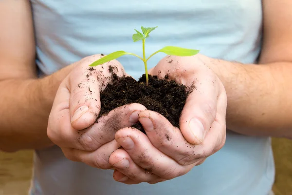 Planta joven en las manos — Foto de Stock