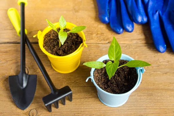 Plantas jóvenes y herramientas de jardín — Foto de Stock