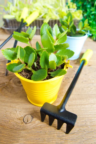 Plantas jóvenes y herramientas de jardín — Foto de Stock