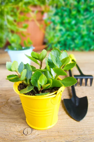 Jovens plantas e ferramentas de jardim — Fotografia de Stock