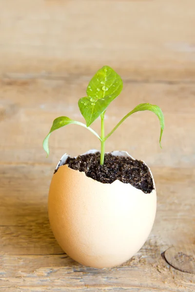 Молодое растение в яйце — стоковое фото