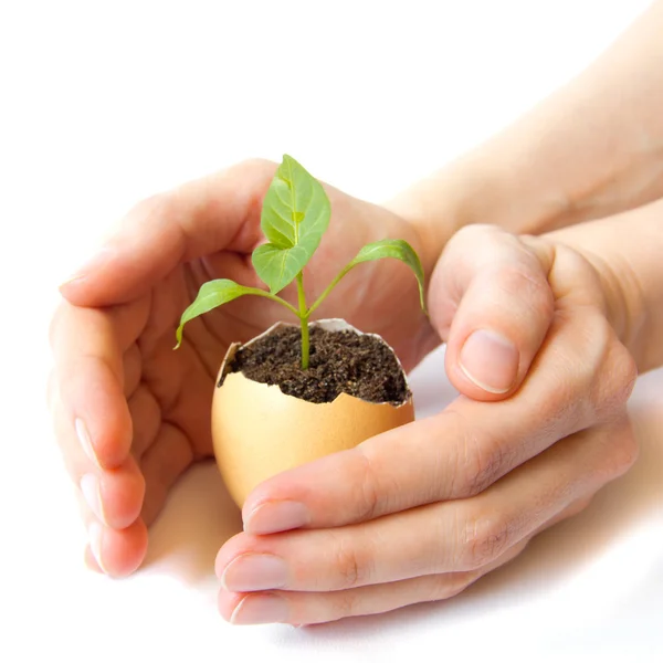 Young plant in hands — Stock Photo, Image