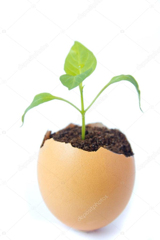 Young plant in eggshell