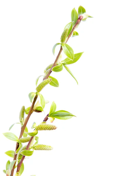 Spring twigs — Stock Photo, Image