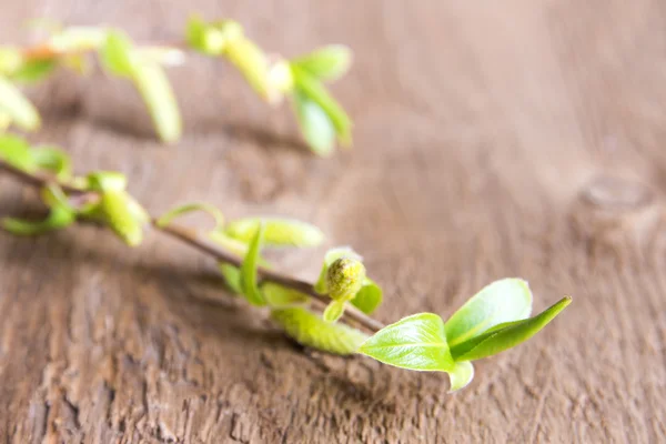 Spring twig. — Stock Photo, Image