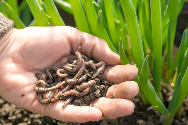 Earthworms — Stock Photo, Image