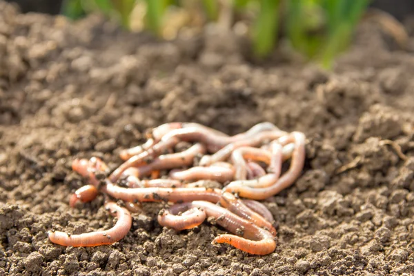Earthworms on earth patch — Stock Photo, Image