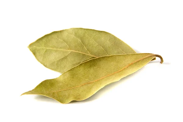Bay leaf — Stock Photo, Image
