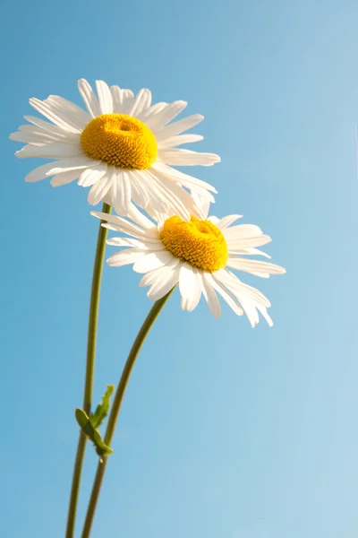 Prästkragar under blå himmel — Stockfoto