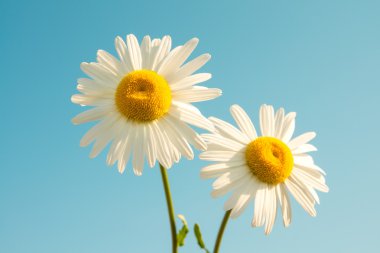 papatyalar ve mavi gökyüzü