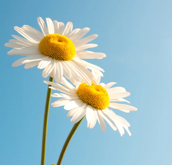 Gänseblümchen über blauem Himmel — Stockfoto