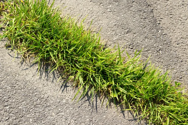 Green grass on fracture of asphalt — Stock Photo, Image