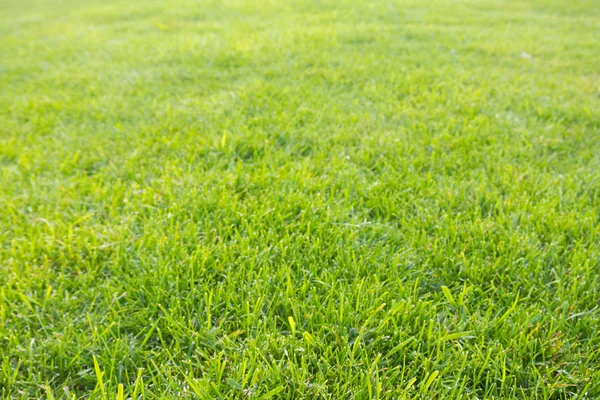 Green grass — Stock Photo, Image