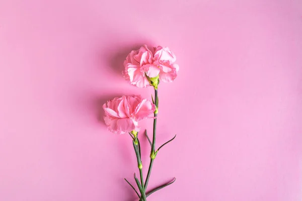 Růžové Karafiáty Květiny Růžové Pastelové Pozadí Valentýn Den Matek Pozvánka — Stock fotografie