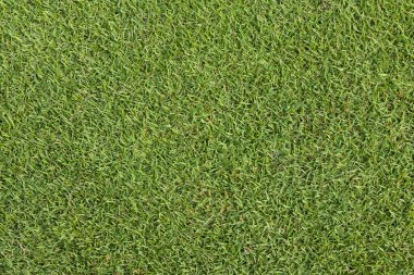 Golf Sahası koyarak yeşil çimen